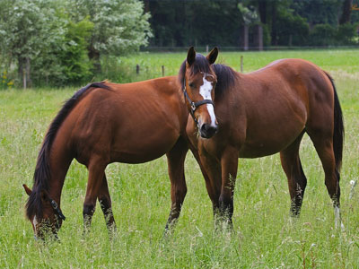 Seminole horse properties for sale